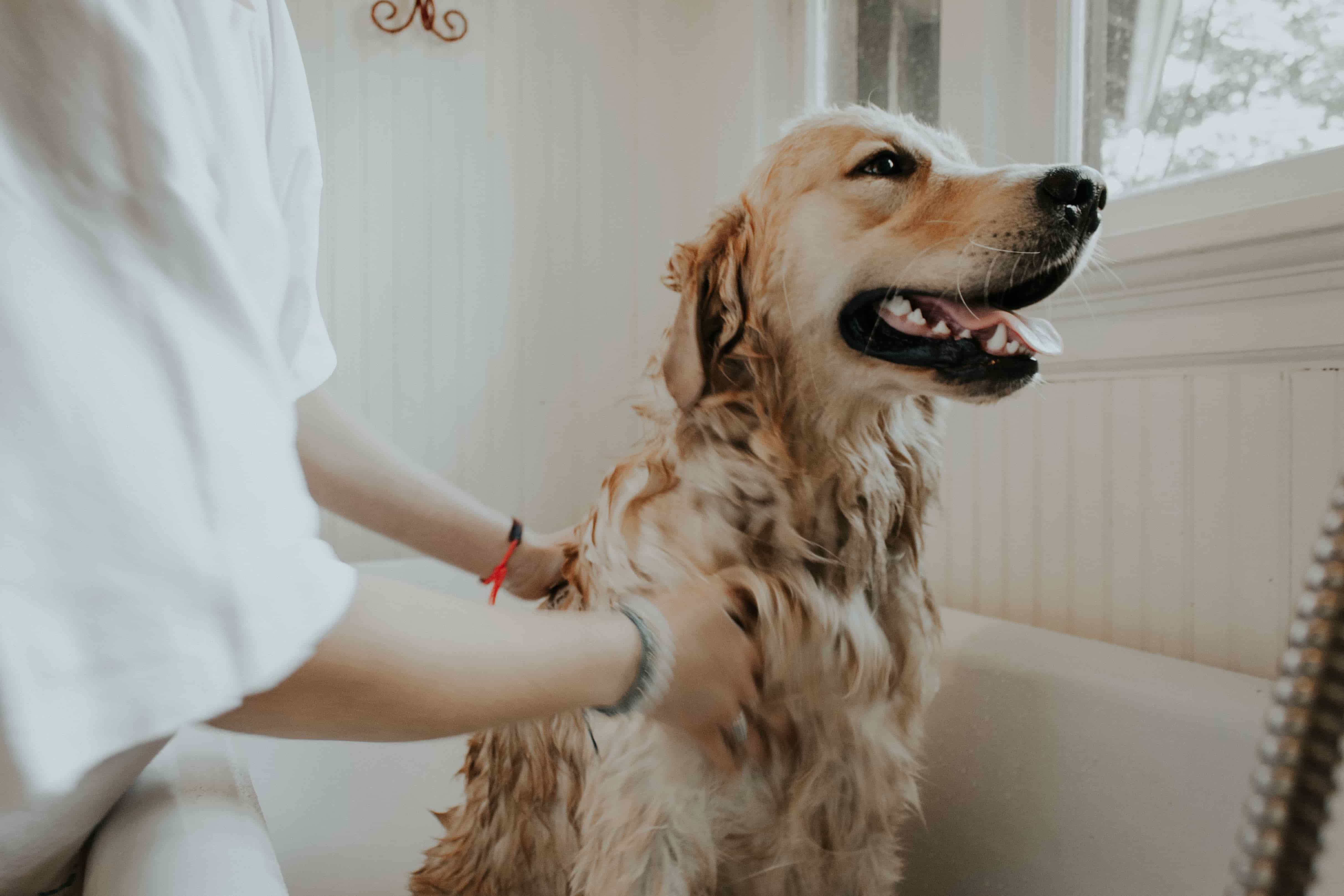 Basic Dog Wash