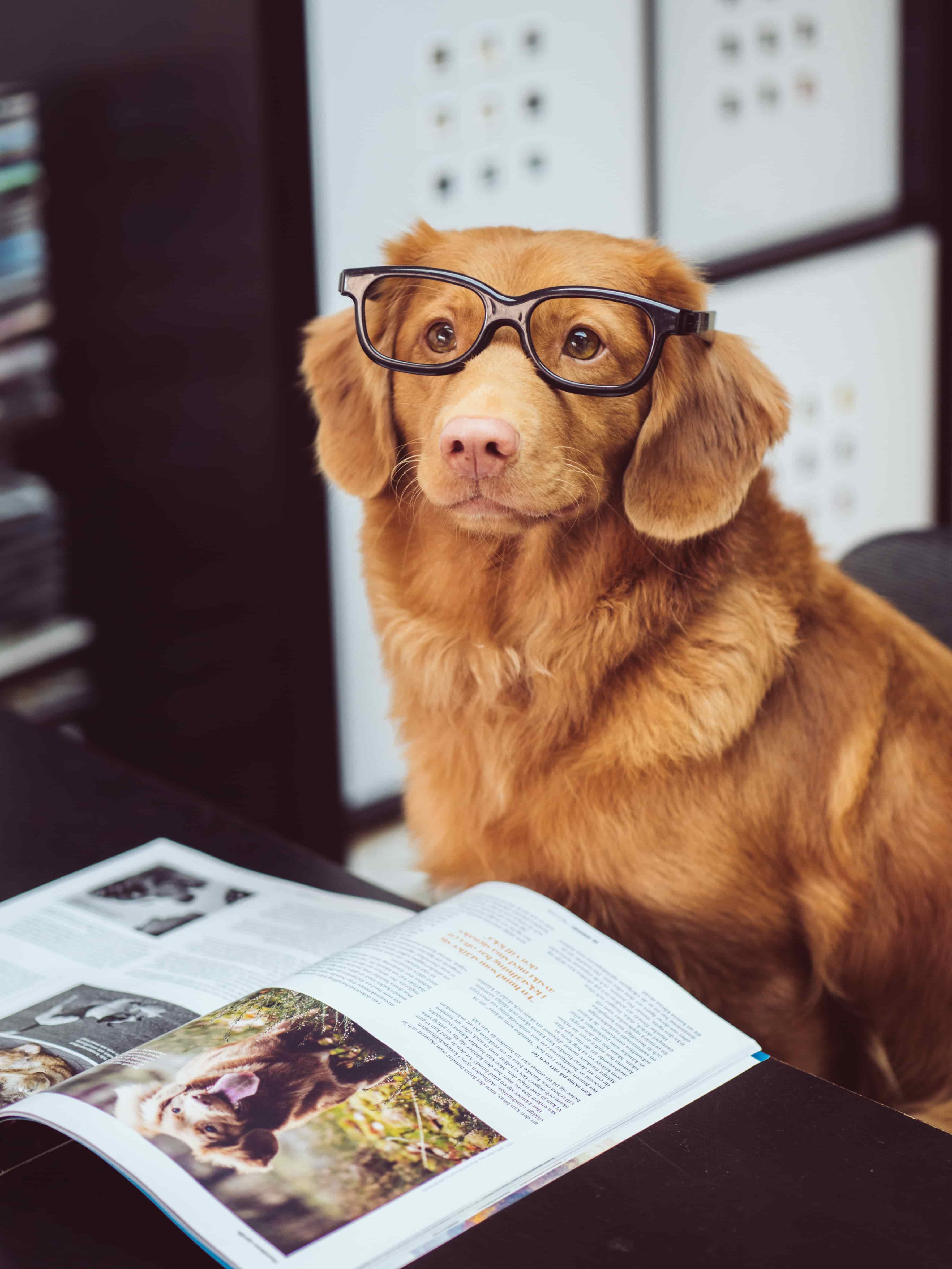 Dog wearing glasses