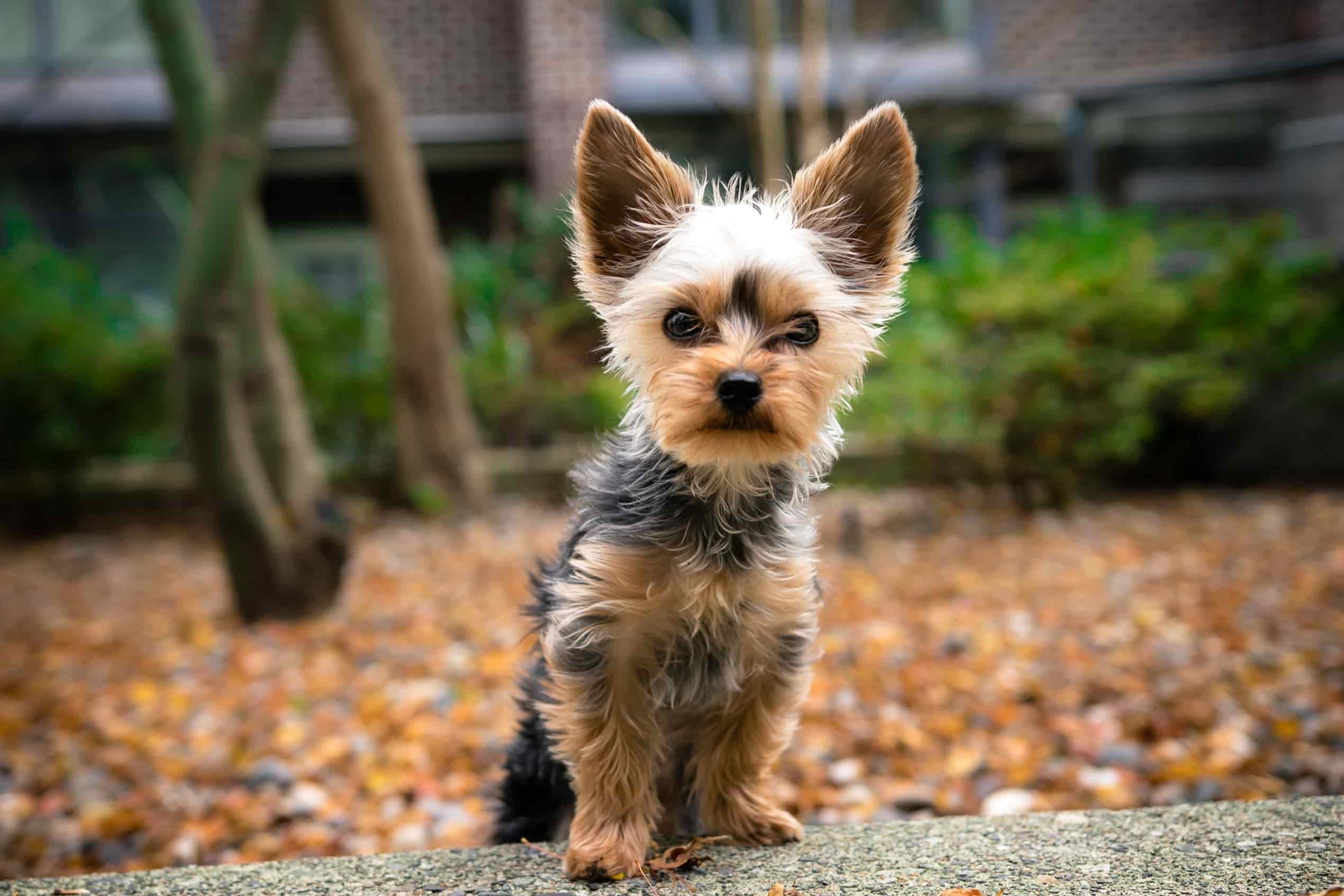 Small Dog